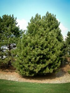 Сосна Чёрная (Pinus Nigra) купить по цене от 270.00р. в интернет-магазине «Посадика» с доставкой почтой в в Жиздрае и по всей России – [изображение №1].