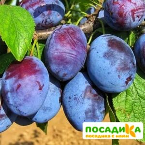 Слива Чачакская ранняя купить по цене от 229.00р. в интернет-магазине «Посадика» с доставкой почтой в в Жиздрае и по всей России – [изображение №1].