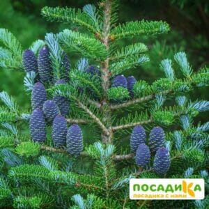 Пихта корейская (Abies koreana) купить по цене от 450.00р. в интернет-магазине «Посадика» с доставкой почтой в в Жиздрае и по всей России – [изображение №1].