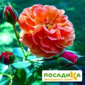 Роза Арабия купить по цене от 350.00р. в интернет-магазине «Посадика» с доставкой почтой в в Жиздрае и по всей России – [изображение №1].