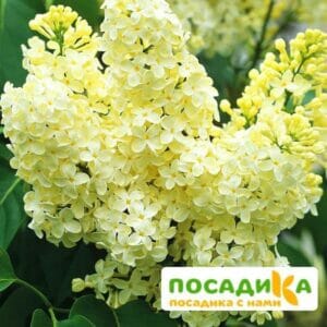 Сирень Примроуз (Primrose) купить по цене от 529.00р. в интернет-магазине «Посадика» с доставкой почтой в в Жиздрае и по всей России – [изображение №1].