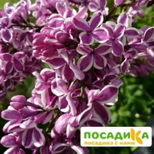 Сирень Сенсация купить по цене от 529.00р. в интернет-магазине «Посадика» с доставкой почтой в в Жиздрае и по всей России – [изображение №1].