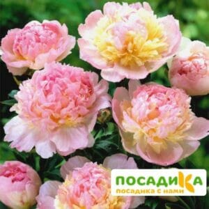 Пион Распберри Сандей (Paeonia Raspberry Sundae) купить по цене от 959р. в интернет-магазине «Посадика» с доставкой почтой в в Жиздрае и по всей России – [изображение №1].