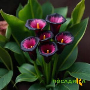 Калла Аура Лейс купить по цене от 400р. в интернет-магазине «Посадика» с доставкой почтой в в Жиздрае и по всей России – [изображение №1].