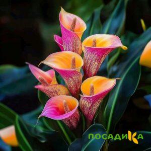 Калла Оникс купить по цене от 450р. в интернет-магазине «Посадика» с доставкой почтой в в Жиздрае и по всей России – [изображение №1].