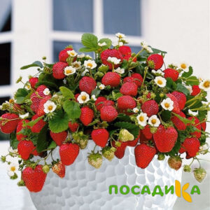 Клубника Рубиновый Шепот (горшечная) купить по цене от 240р. в интернет-магазине «Посадика» с доставкой почтой в в Жиздрае и по всей России – [изображение №1].