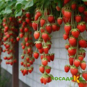 Клубника вьющаяся Комплимент купить по цене от 470р. в интернет-магазине «Посадика» с доставкой почтой в в Жиздрае и по всей России – [изображение №1].
