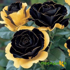 Роза Ханни Сикл купить по цене от 700р. в интернет-магазине «Посадика» с доставкой почтой в в Жиздрае и по всей России – [изображение №1].