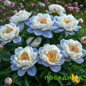 Пион акварельный Этюд купить по цене от 806р. в интернет-магазине «Посадика» с доставкой почтой в в Жиздрае и по всей России – [изображение №1].