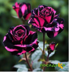 Роза Багровый Шепот купить по цене от 366р. в интернет-магазине «Посадика» с доставкой почтой в в Жиздрае и по всей России – [изображение №1].