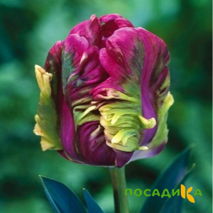 Тюльпан Экзотик Хэвен купить по цене от 186р. в интернет-магазине «Посадика» с доставкой почтой в в Жиздрае и по всей России – [изображение №1].